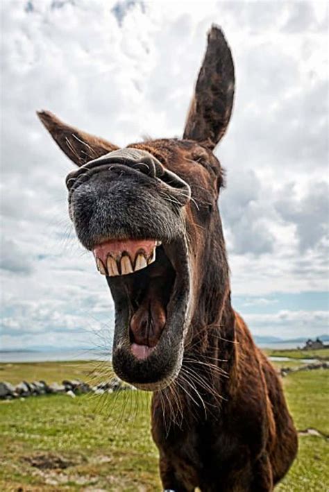 funny pics of donkeys